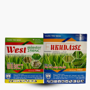 BỘ ĐÔI ĐẠO ÔN, VI KHUẨN